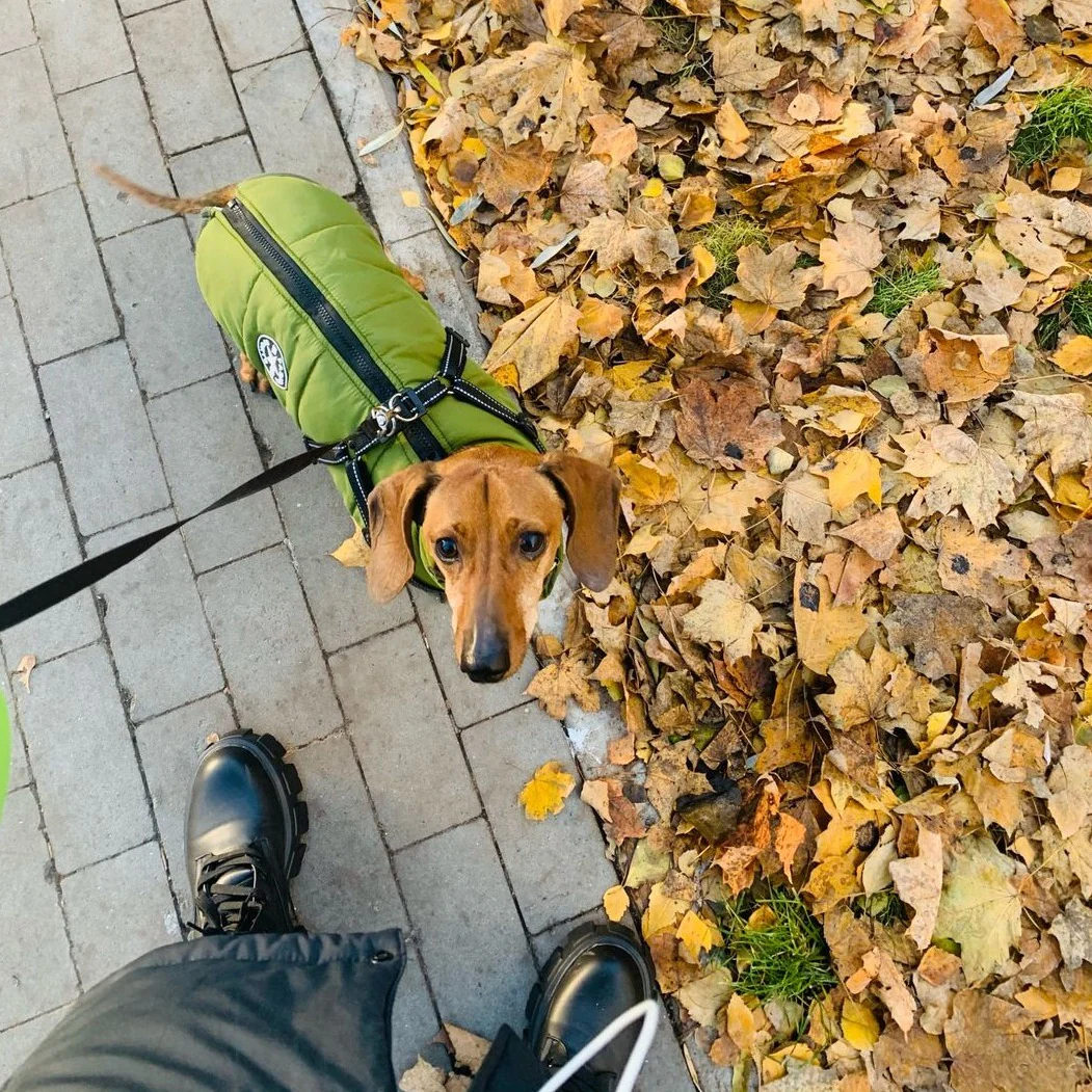 Style Your Pup Like Royalty